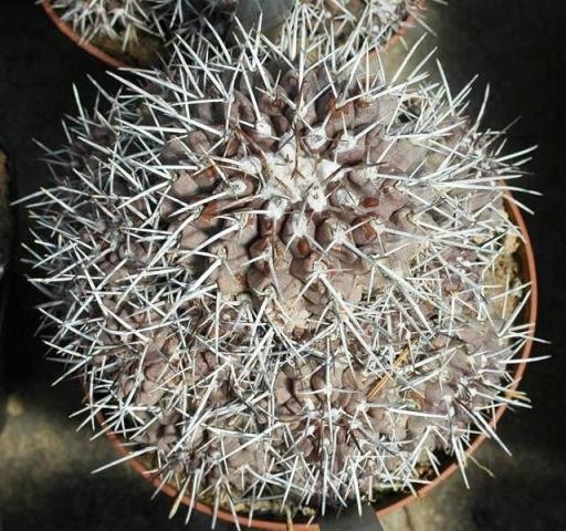 Copiapoa_fiedleriana